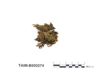 藏品(柔葉白錦苔)的圖片